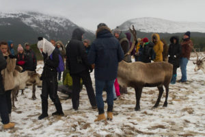 Cairngorm Reindeer Centre, Scotland in Winter, Scotland Travel Tips