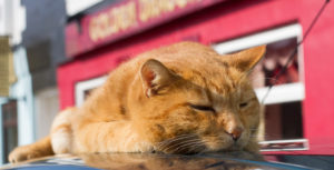 Image of the Tobermory Cat. A ginger cat sleep on top of a car.