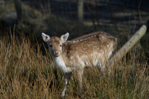 A roe deer in a field