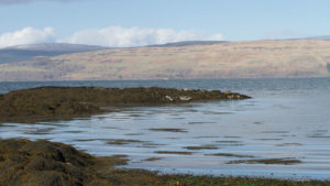 Sea loch, a rock with seals on have way up the photo. Sun is shining