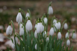 Scone Palace, Celebration of Snowdrops, Scotland