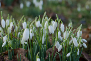 Scone Palace, Perthshire, Celebration of Snowdrops, Travel Guide to Scotland
