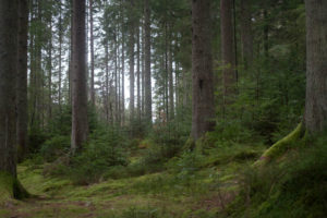 Nature's Orchestra, Scotland Travel Guide