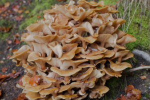 Autumn, Perthshire, Scotland Travel Guide