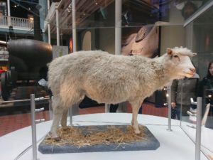 Dolly the Sheep in a glass case at the National Museum of Scotland