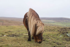 Shetland, Up Helly Aa, Scotland Travel Guide