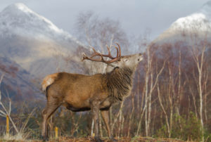 Glen Etive, Red Deer, Scotland Travel Guide
