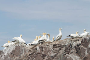 Scottish Seabird Centre, Bass Rock Boat Trip
