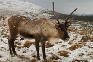 Cairngorm Reindeer Centre