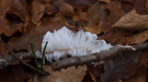 Hair Ice, Birnham Hill, Scotland Travel Guide, Scotland