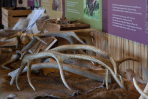 Highland Safaris, Perthshire, Red Deer Centre