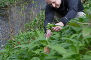 Wild Garlic Pesto Recipe, Scotland, Perthshire