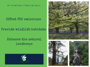 Tree Dedication offset my carbon footprint