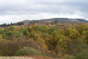 Perthshire woodland
