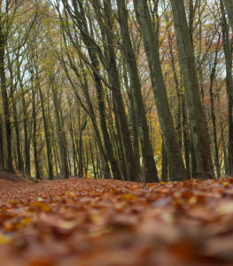 Autumnal woodland Walk