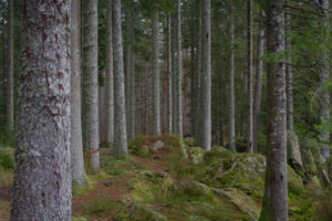 The Hermitage Woodland walk