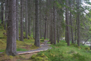 Mar Lodge Estate, Cairngorms