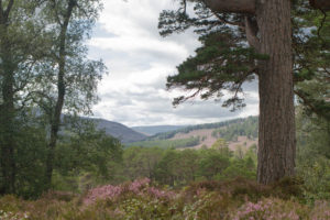 Mar Lodge Estate, Caringorms