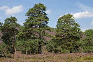 Lui Water, Mar Lodge Estate
