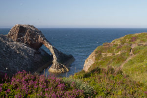 Bow Fiddle rock, Moray Coast, Scotland. An arched rock in the sea. Sea birds above and the coastal path in the foreground