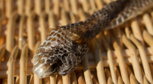 Shedded adder skin, Glenesk Wildlife tours