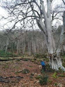 Weem Forest in winter. Man stood besides a large beech tree