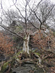 A large tree growing out of a cliff edge.