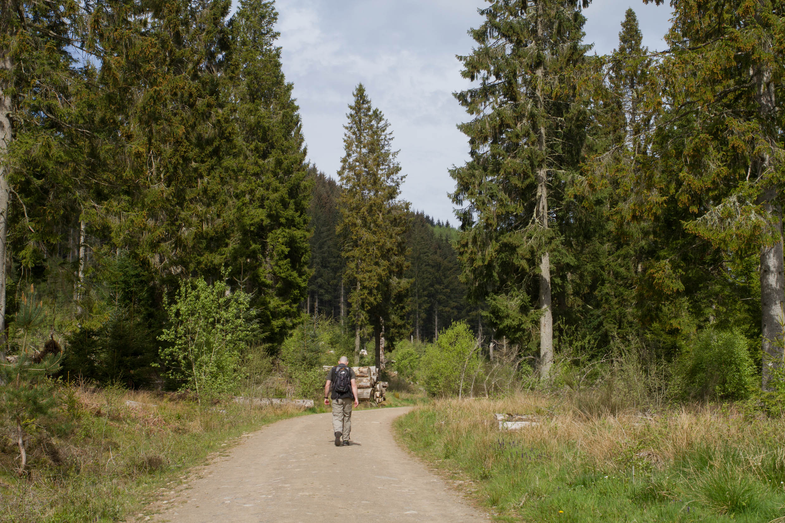 Pinecone Point walk, Perthshire