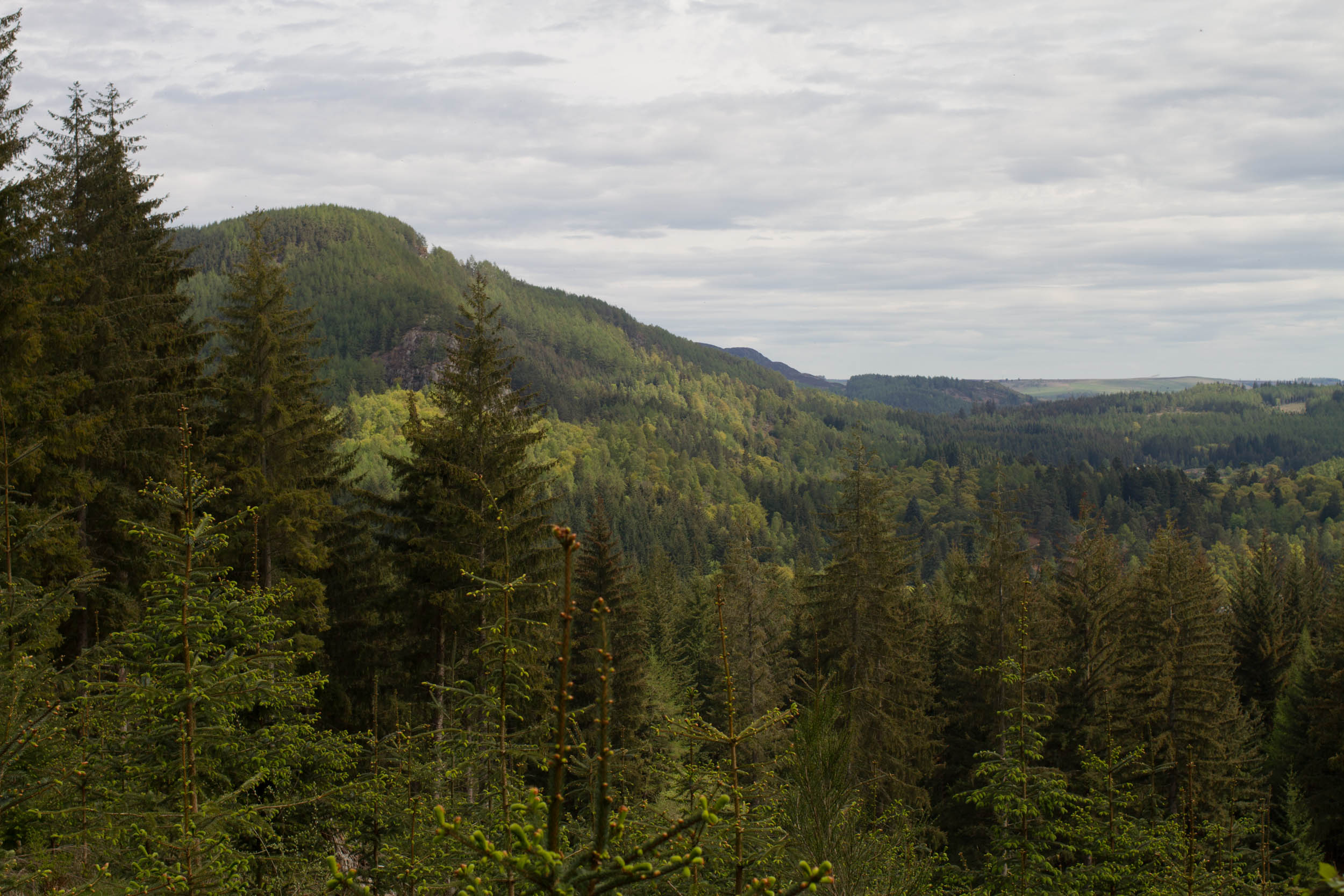 Pinecone Point, Perthshire