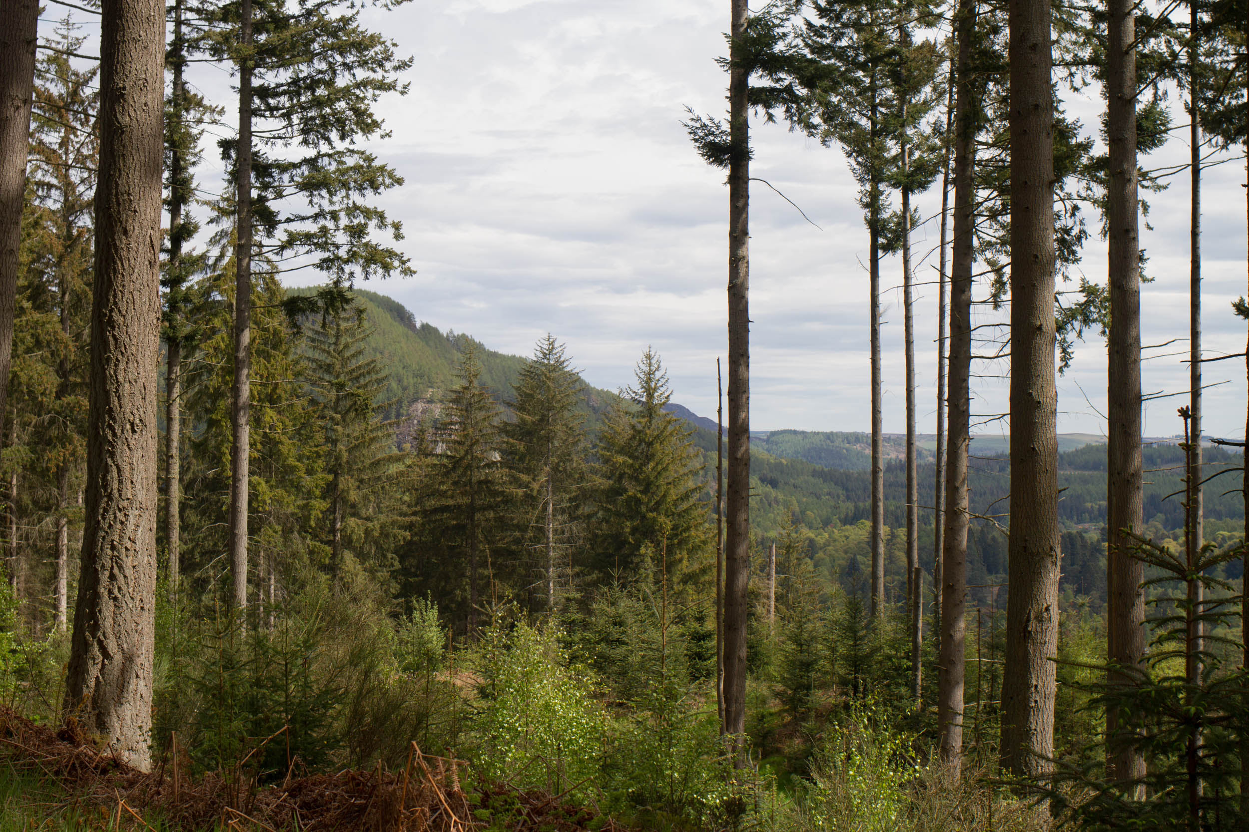 Pinecone point, Perthshire