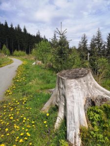 Pinecone Point, Perthshire