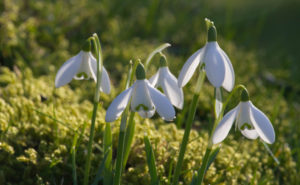 Snowdrops backlit on moss at Cambo Gardens, Fife