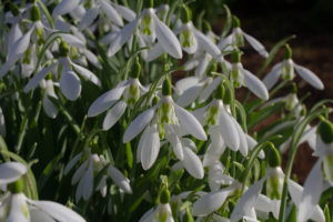 Cambo Garden Snowdrops