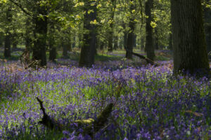 Photo of a carpet of bluebell flowers in a woodland