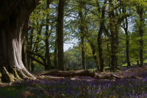 Bluebell woods in Perthshire