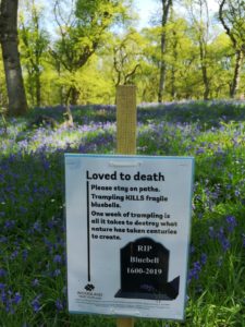 Bluebell woods in Perthshire