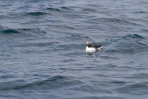 Puffin Wildlife