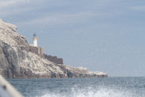 Bass Rock Wildlife