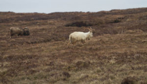 Wildlife on Islay