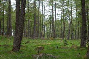 Clashindarrich Forest, Aberdeenshire. Trees