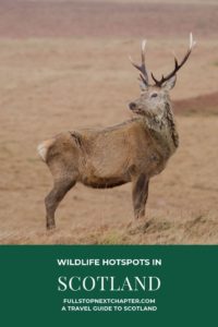 Pin for Later. Wildlife Hotspots in Scotland