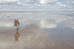 Dog running on the beach