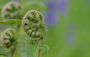 New green fern unfurling