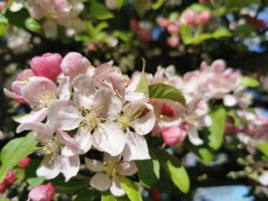 Crab apple blossom in Scotland