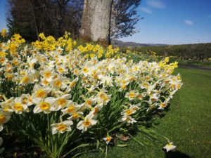 Spring daffodils in Scotland