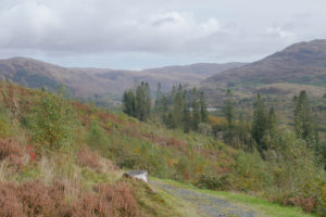 Image of Galloway Forest Park. A trail leading around the corner. Trees in the distance