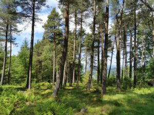Image of: Tall pine trees in the foreground. The ferns are tall and green and it's a sunny day.