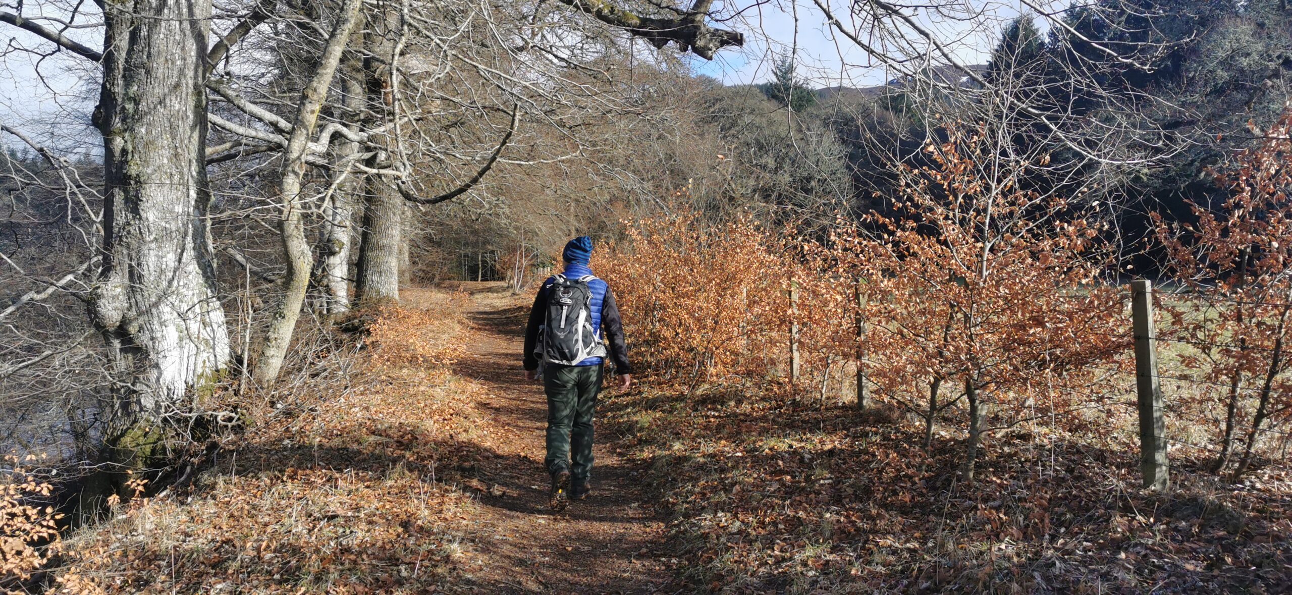 Image of: A male figure walk away from the camera on a woodland trail in Perthshire