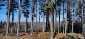 Image of: Tall pine trees in the foreground and in the gap between the trees are mountains covered in snow